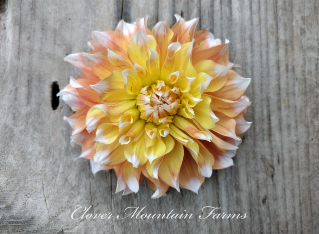 Bloomquist Amazing (limited stock)