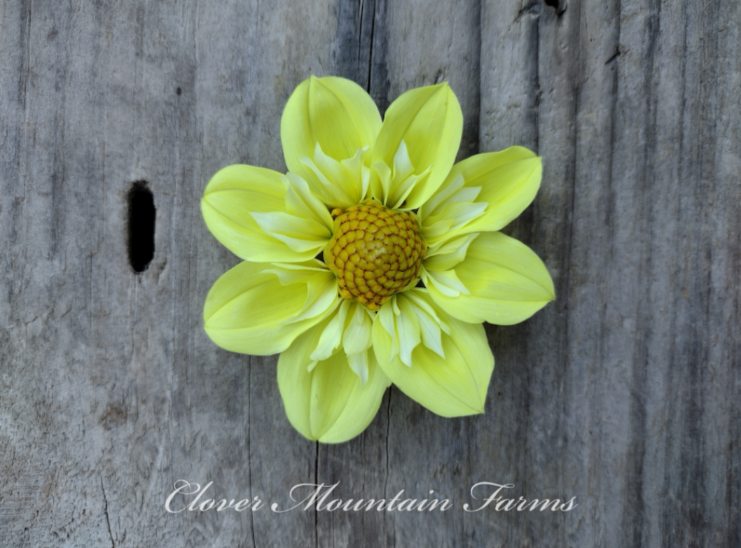 Ferncliff Lemon Kiss