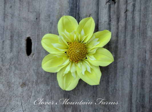 Ferncliff Lemon Kiss (limited stock)