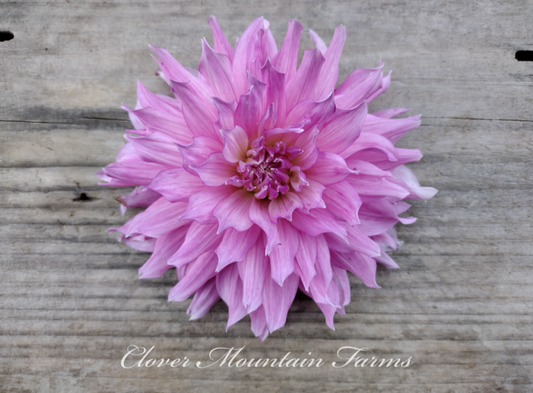 Elsie Huston (limited stock)