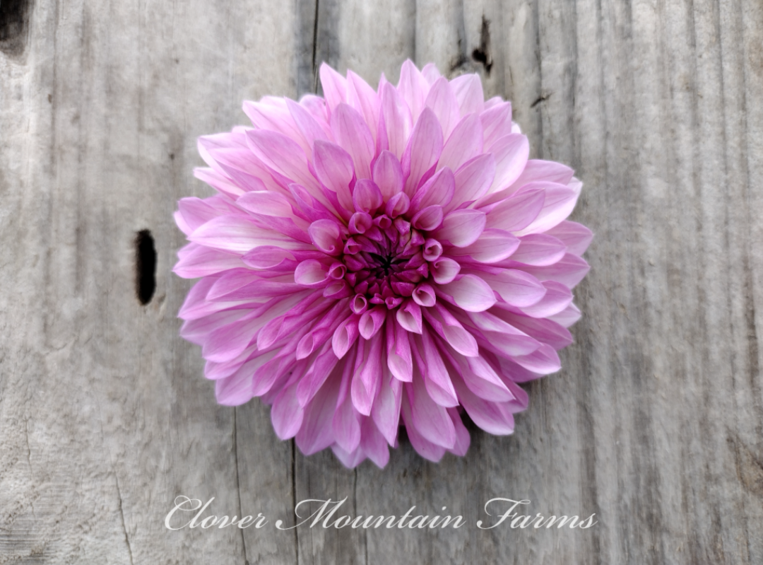 Bloomquist Pincushion (limited stock)