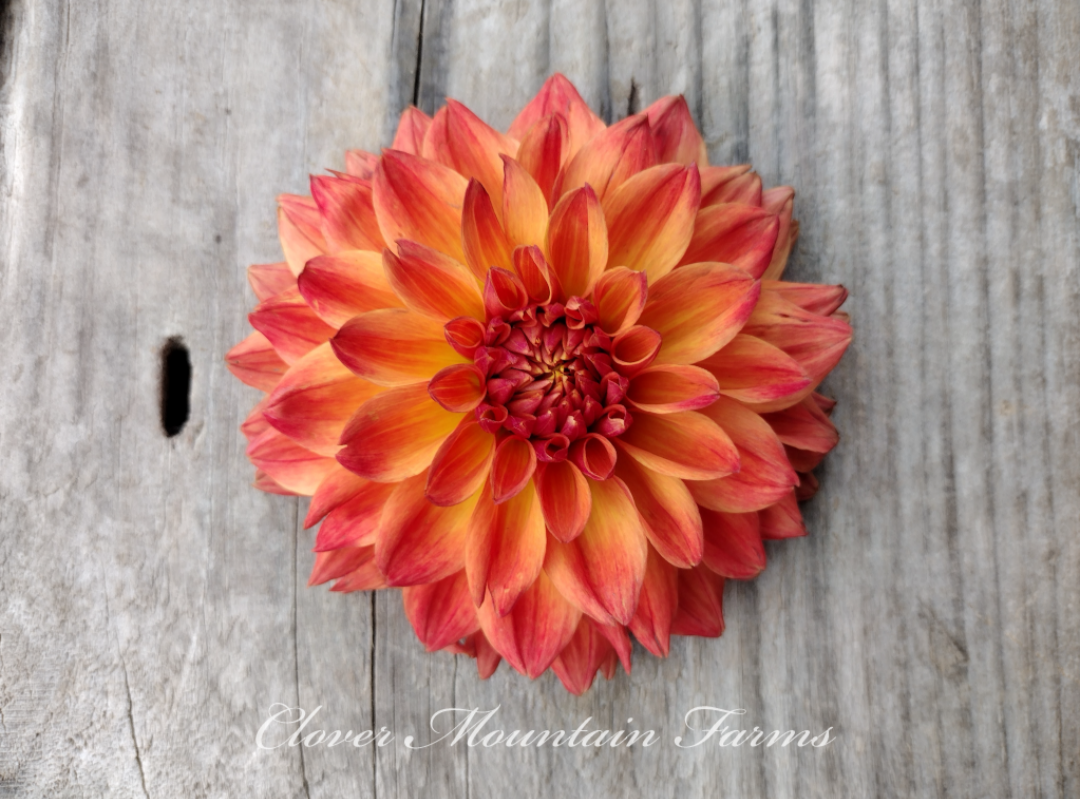 Bloomquist Autumn
