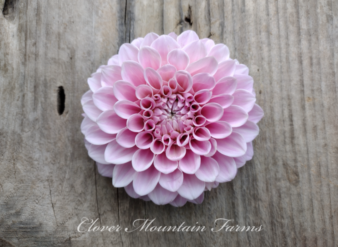 Elizabeth Anne (limited stock)