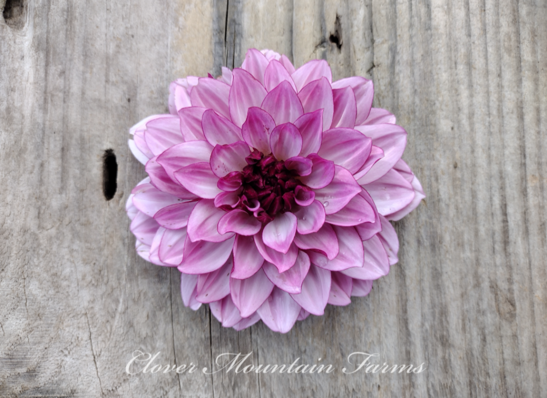Creme De Cassis