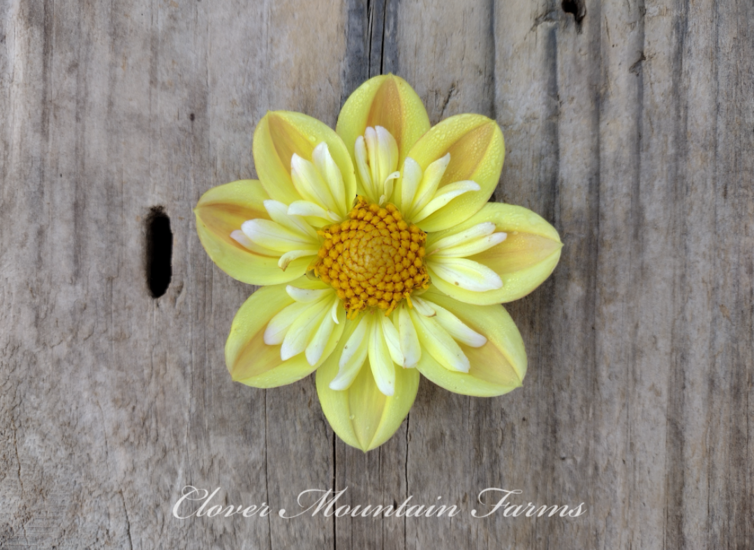Kelsey Sunshine (limited stock)