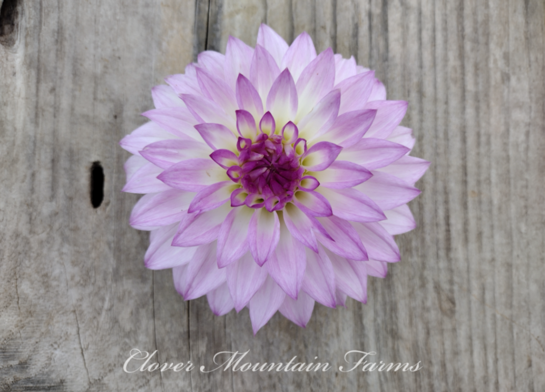 Bloomquist Sterling (limited stock)