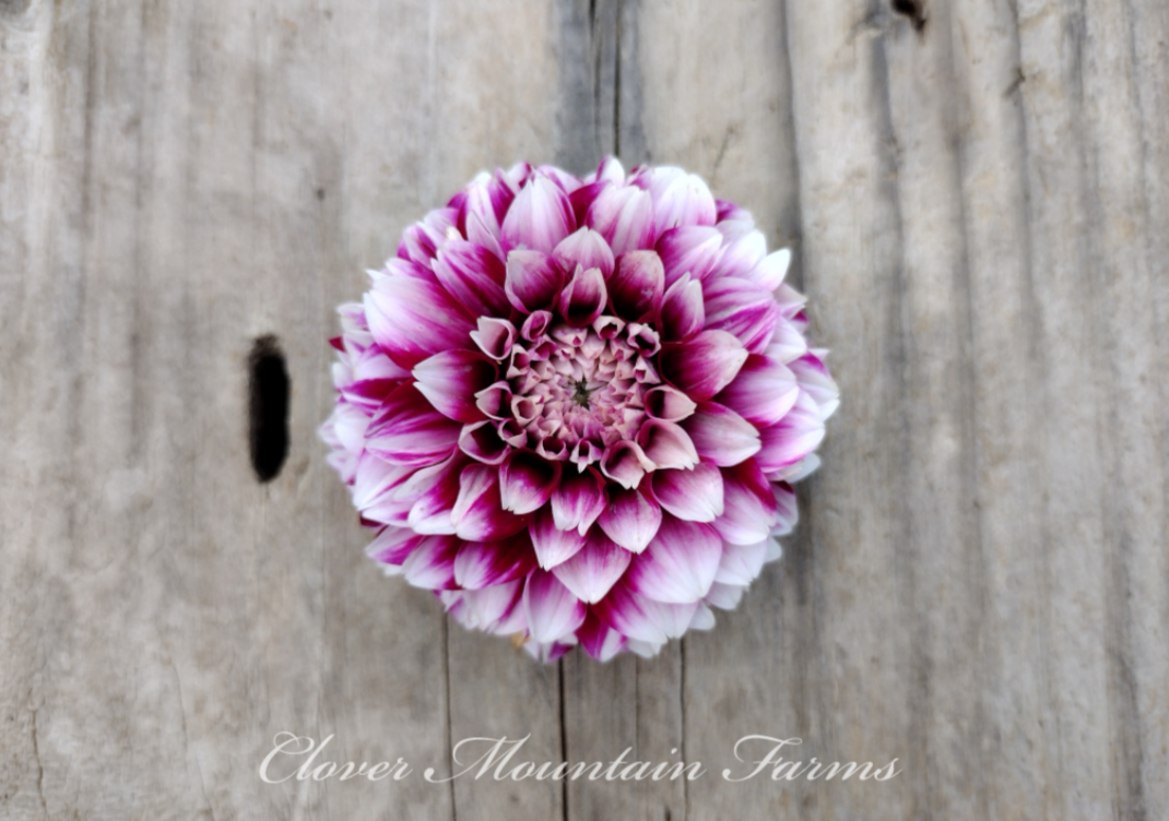 Bloomquist Fairytale (limited stock)