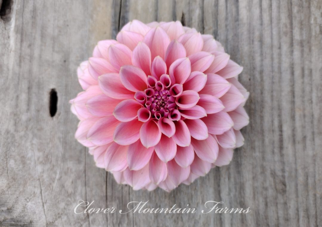 Lee's Muava Guava (limited stock)