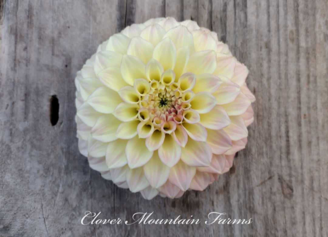 Coorabell Astrid (limited stock)