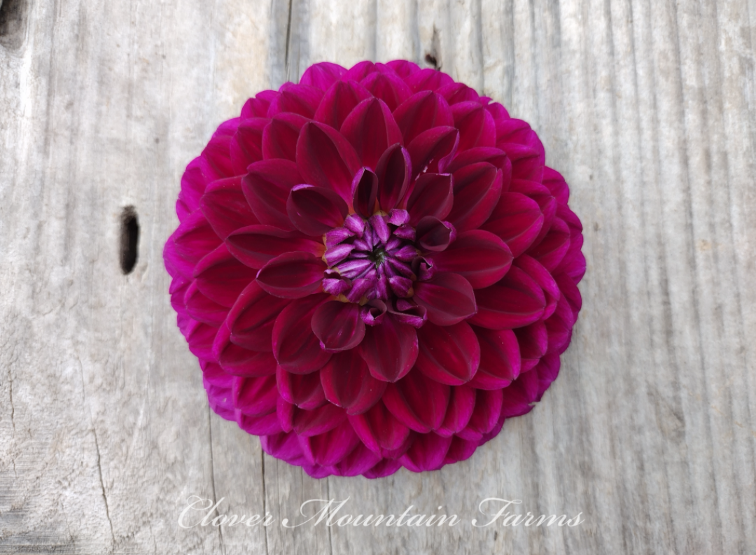 Sandia Bertha (limited stock)